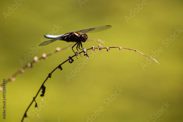 Fototapeta macro di libellula su ramoscello