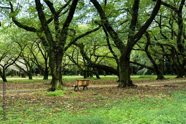 Obraz 木立とベンチ