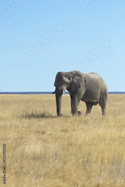 Obraz King of the Plains
