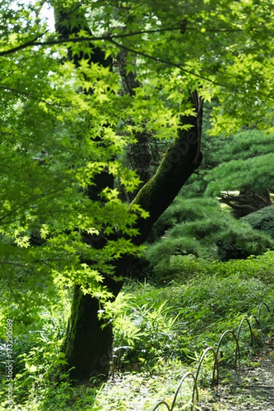 Obraz 苔に覆われた木