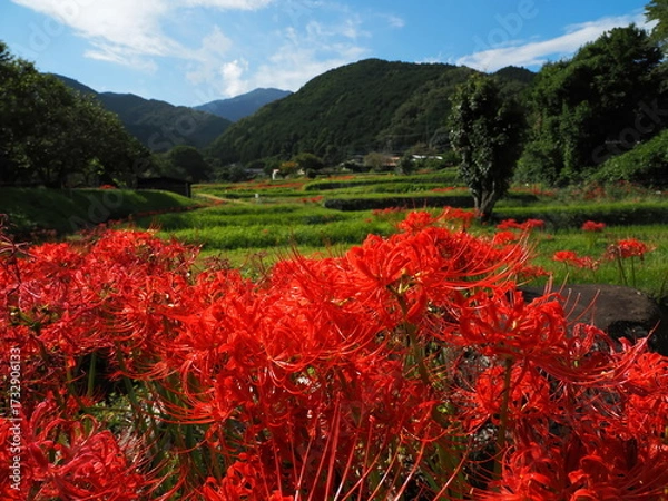Obraz 棚田のヒガンバナ