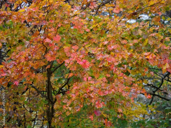 Fototapeta 紅葉