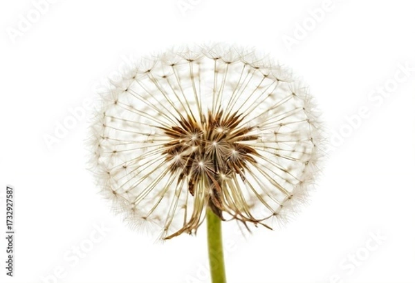 Fototapeta Ephemeral Beauty: Delicate dandelion seed head, a perfect sphere of airy lightness, against a bright background, showcasing the fragile beauty of nature's design. Ai generated image