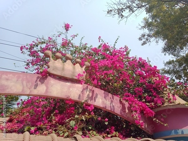 Fototapeta Pink bougainvillea flowers in children park in Bangladesh. Paperflower beauty in Botanical park. Bougainvillea glabra plant's blossoms.
