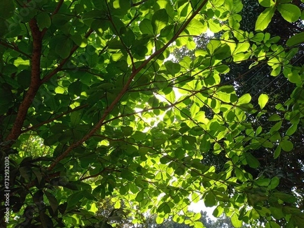 Fototapeta Tropical almond plant, and green leaves background isolated. Tropical almond nut fruit for Healthy nutritional food. 