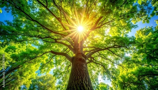 Obraz Sunlight streams through lush green tree canopy