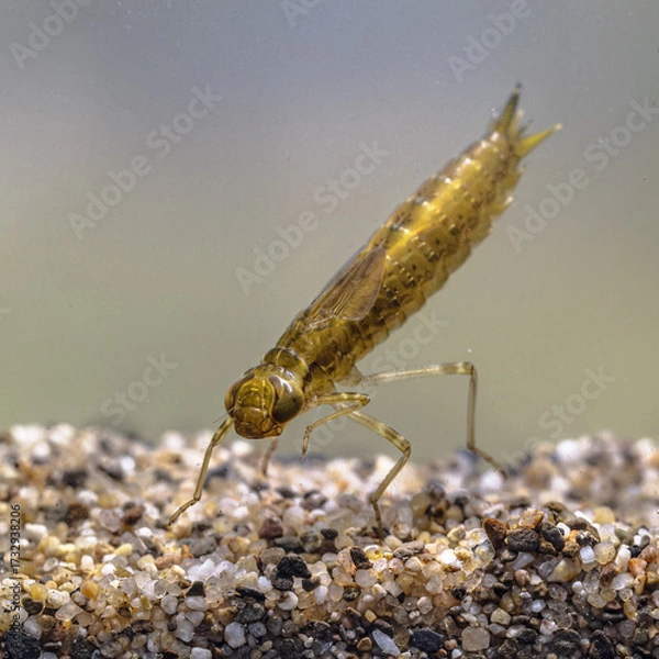 Fototapeta Larvae of Emperor dragonfly