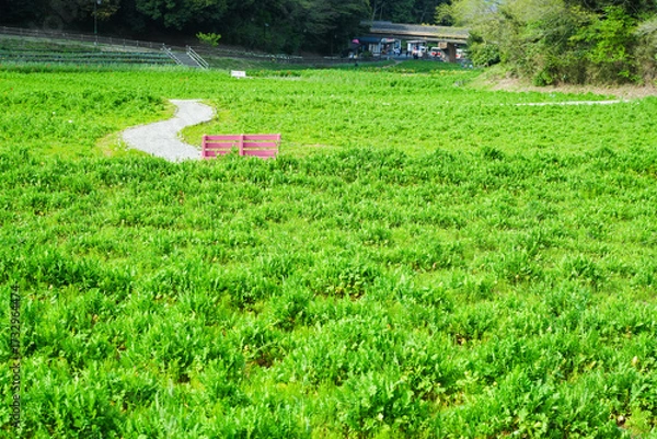 Obraz 緑豊かな草原に置かれたピンクのベンチ