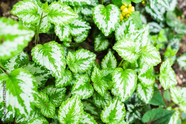 Obraz 美しい白緑の葉を持つ植物のクローズアップ写真