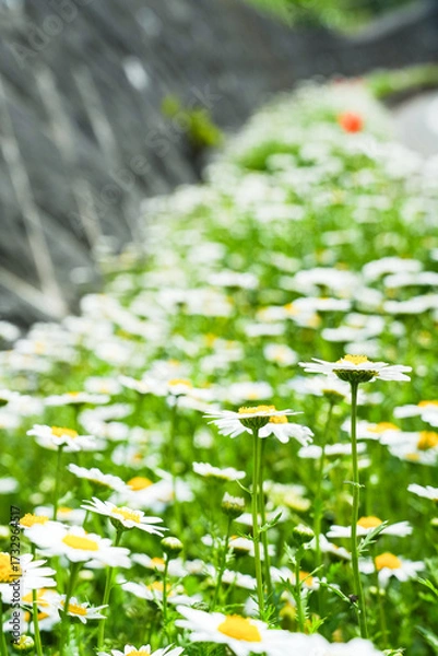 Obraz 花の色が真っ白で中心がオレンジ色の美しいコスモスがたくさん咲いている風景