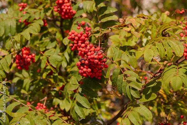 Fototapeta Vibrant and Luscious Red Berries Set Against a Backdrop of Lush Green Foliage Richly Arranged