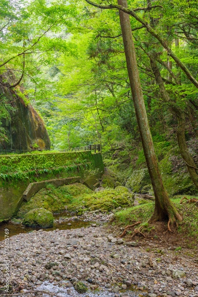 Fototapeta 阿寺の七滝の散策路（愛知県新城市）