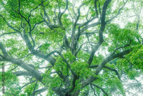 Obraz 深い森の大きな木