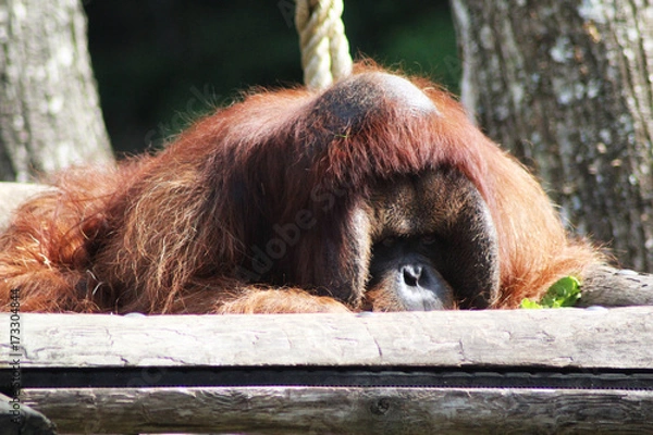 Fototapeta Bornean orangutan (Pongo pygmaeus)