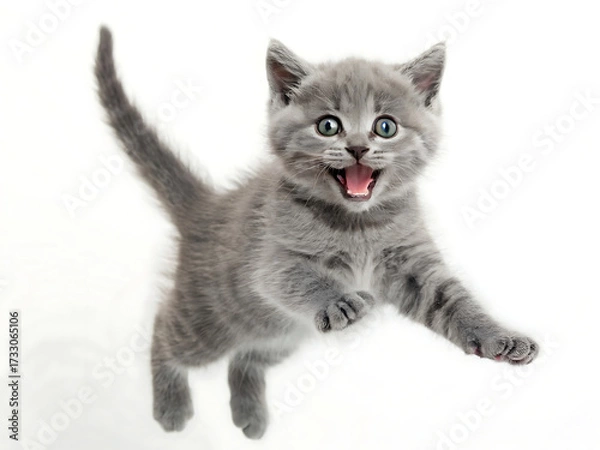 Fototapeta A playful gray kitten mid air with mouth open and paws outstretched against a white background