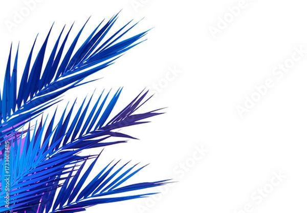 Obraz Coconut leaf wallpaper