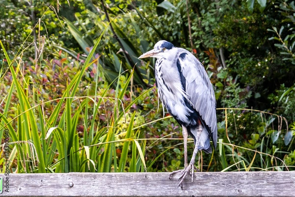 Obraz great blue heron