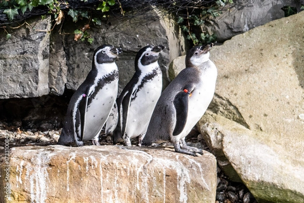 Obraz penguins on the rocks