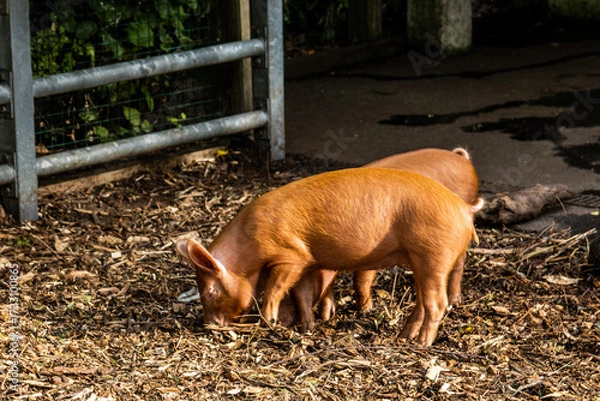 Obraz two pigs in a farm