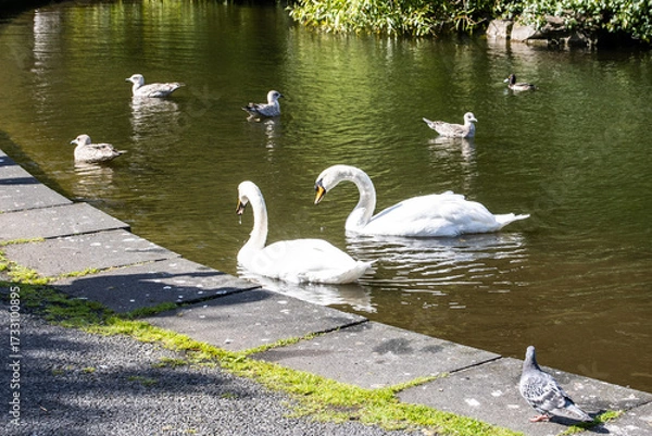 Obraz swans on the lake