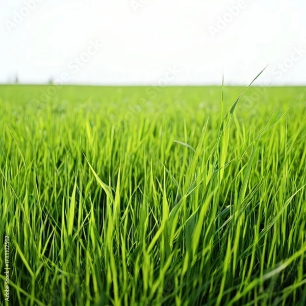 Fototapeta an AI Image Generator, Vibrant Green Grass Border On White Background
