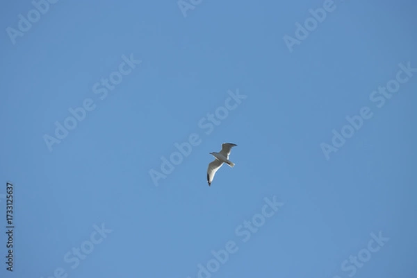 Obraz seagull flying in the sky