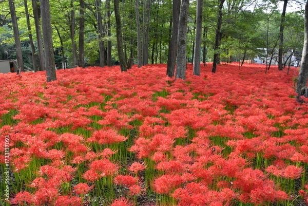 Fototapeta 巾着田曼殊沙華公園　曼殊沙華　彼岸花