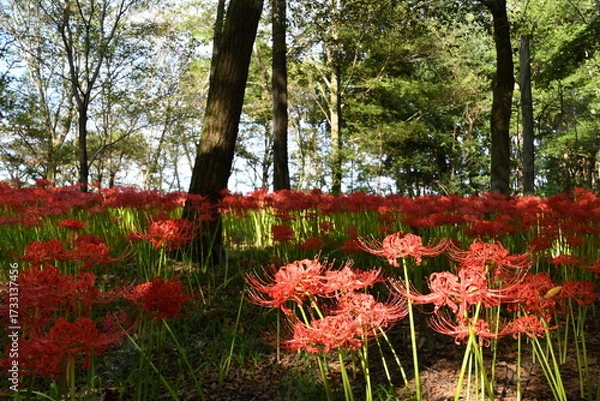 Fototapeta 巾着田曼殊沙華公園　曼殊沙華　彼岸花