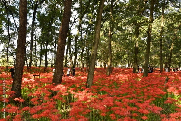 Fototapeta 巾着田曼殊沙華公園　曼殊沙華　彼岸花