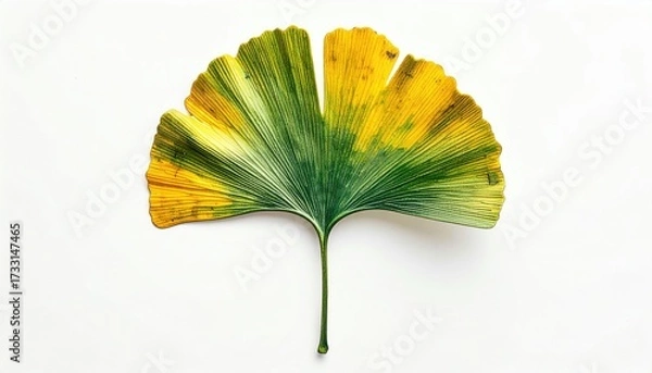 Obraz Close-up of a ginkgo leaf with vibrant colors, set against a bright white backdrop