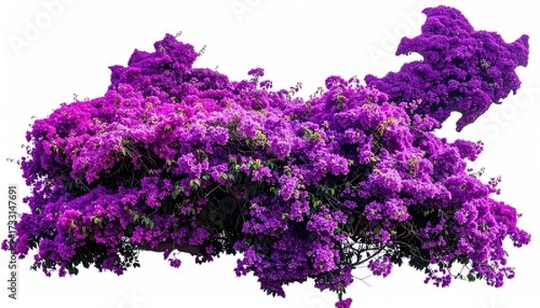 Obraz A vibrant, dense bush bursting with purple and magenta blossoms, isolated on white