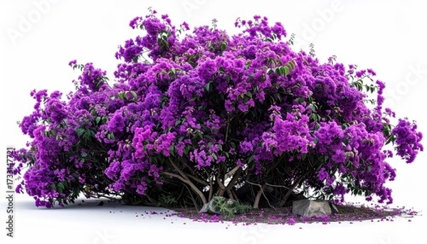 Obraz Lush, vibrant bush overflowing with purple flowers, isolated on a white background