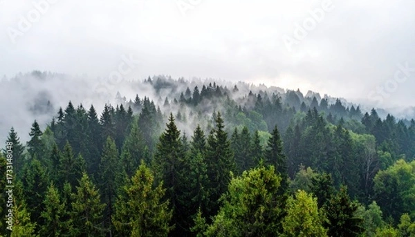 Obraz Dense evergreen forest shrouded in morning mist, stretching to the horizon