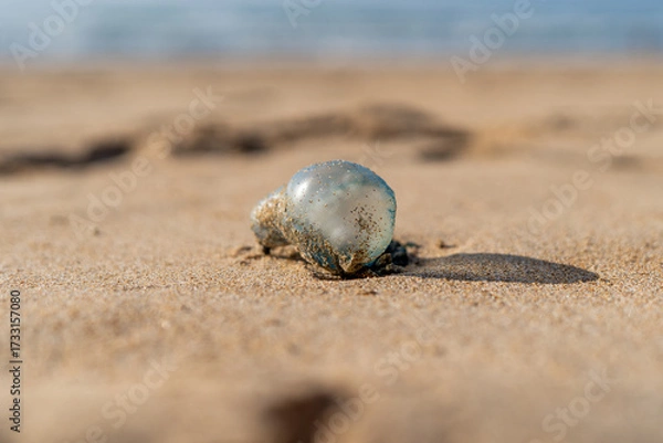 Fototapeta Portuguese Man Of War at the beach on the sand at the coast of Portugal. Dangerous jellyfish. Cnidarian with the pouch on the top. Coming from the Atlantic Ocean