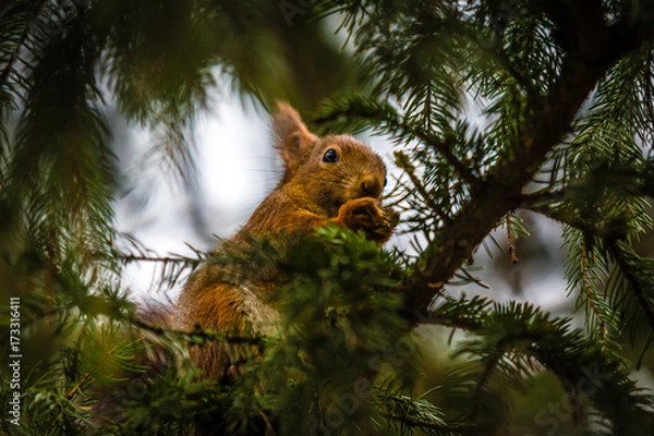 Obraz Red Squirrel