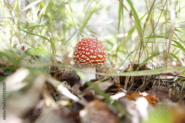 Fototapeta wild amanita muscaria, red with white spots mushroom growing in