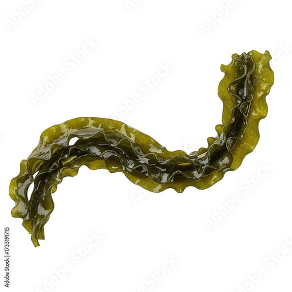 Fototapeta Wavy green kelp frond with ruffled edges isolated on a transparent background seaweed marine