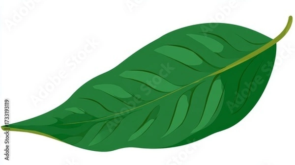 Fototapeta A vibrant green leaf with prominent veins, depicted in a simple, stylized illustration on a white background.