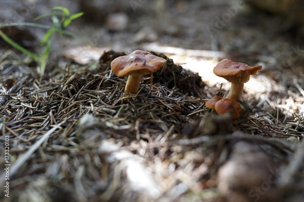 Fototapeta mushroom chanterelle in the forest