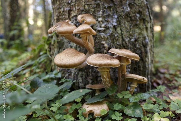 Fototapeta pieczarka miodowa w lesie