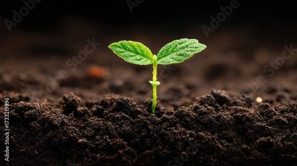 Fototapeta A single green leaf growing from the soil in a dark, earthy environment.