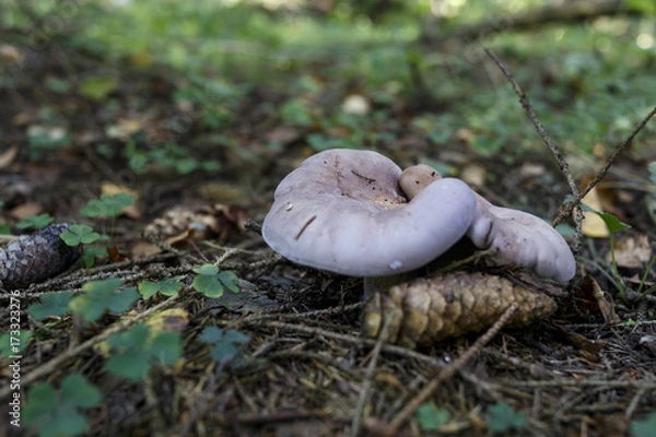 Fototapeta bright mushroom growing in the forest