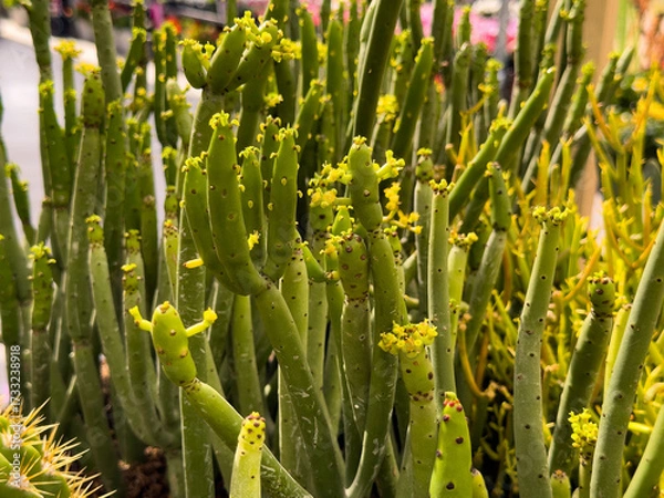 Fototapeta A view of the cat tails euphorbia plant.
