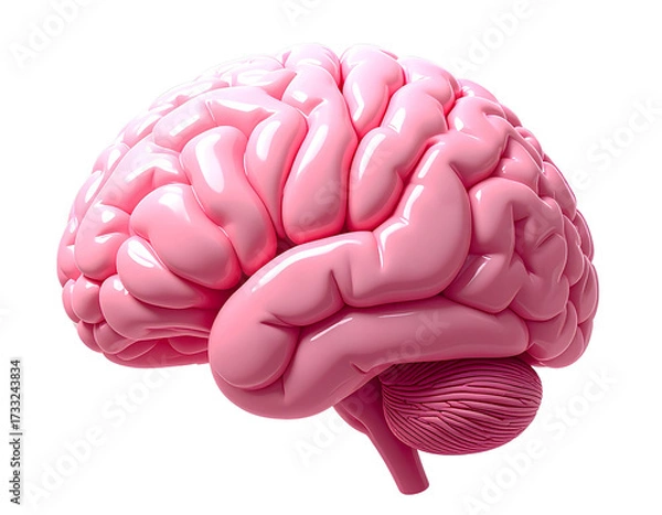 Fototapeta Smooth pink brain organ with gyrus and sulcus details isolated on transparent background