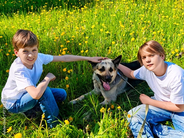 Fototapeta Two boys interact with a dog in a bright field filled with dandelions during sunny springtime
