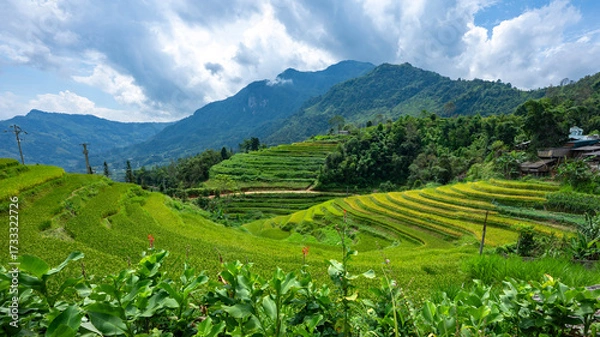 Fototapeta Landscape with green and yellow rice terraced fields and cloudy sky near Ha Giang Loop in northern Vietnam