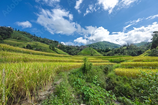Fototapeta Landscape with green and yellow rice terraced fields and cloudy sky near Ha Giang Loop in northern Vietnam
