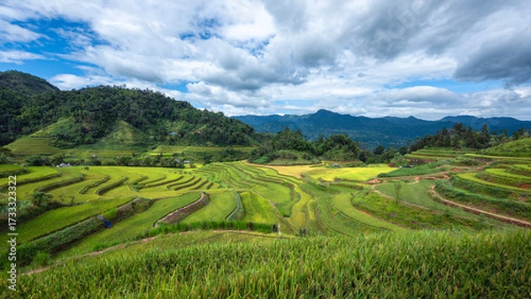 Fototapeta Landscape with green and yellow rice terraced fields and cloudy sky near Ha Giang Loop in northern Vietnam