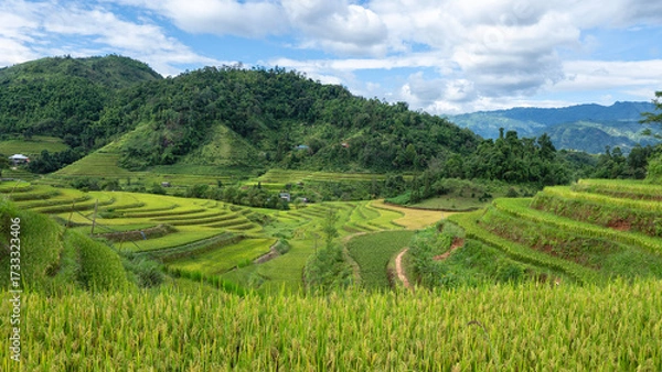 Fototapeta Landscape with green and yellow rice terraced fields and cloudy sky near Ha Giang Loop in northern Vietnam
