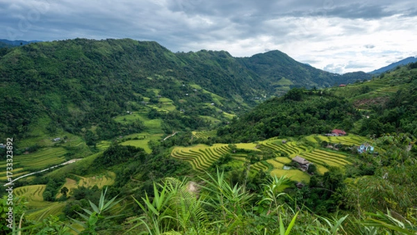 Fototapeta Landscape with green and yellow rice terraced fields and cloudy sky near Ha Giang Loop in northern Vietnam